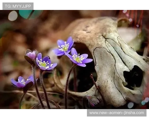 永乐高国际官网入口官方最新版本下载及使用流程全攻略